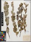 Foto von Salix myrsinifolia Salisb.